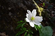 09 Fiore di anemone nemorosa